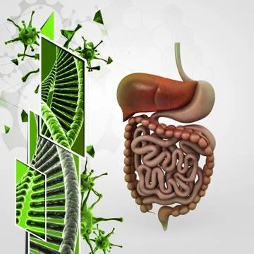 Human digestive system Stock Illustration