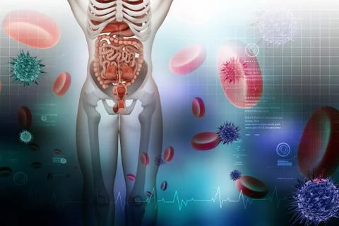 Human digestive system Stock Illustration