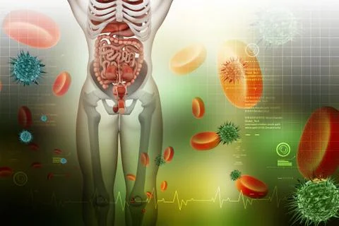 Human digestive system Stock Illustration