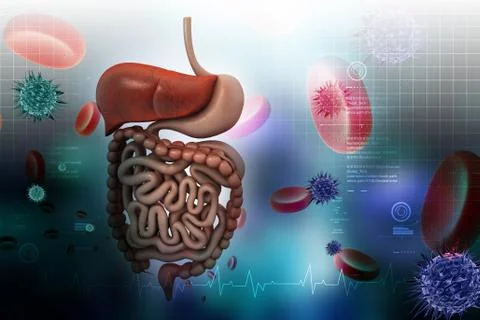 Human digestive system Stock Illustration