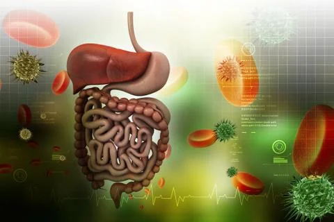 Human digestive system Stock Illustration