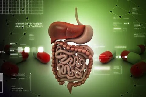 Human digestive system Stock Illustration