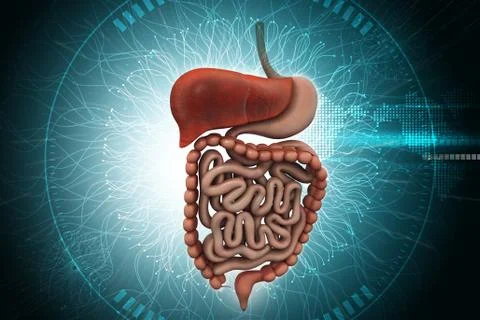 Human digestive system with Stock Illustration