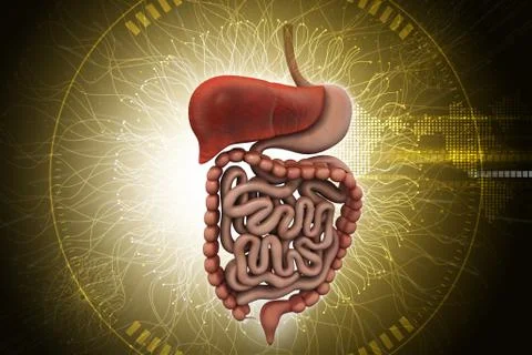 Human digestive system with Stock Illustration