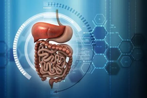 Human digestive system Stock Illustration