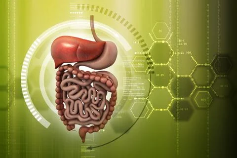 Human digestive system Stock Illustration