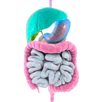Human digestive system Stock Illustration