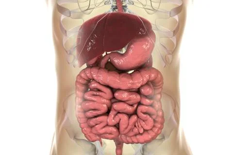 Human digestive system Illustrazione stock