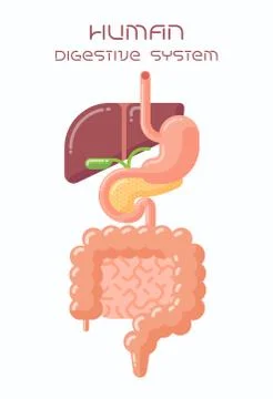 Human digestive system Stock Illustration