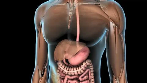 Human digestive system Stock Illustration