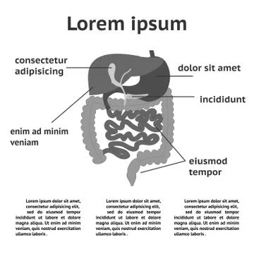 The human digestive system illustration Stock Illustration