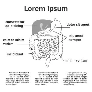 The human digestive system illustration Stock Illustration