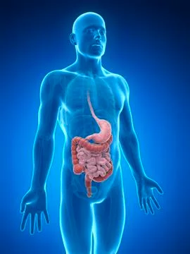 Human digestive system, illustration Stock Illustration