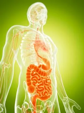 Human digestive system, illustration Stock Illustration