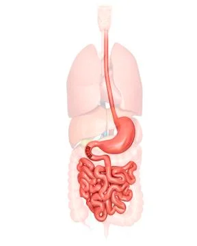Human digestive system, illustration Stock Illustration