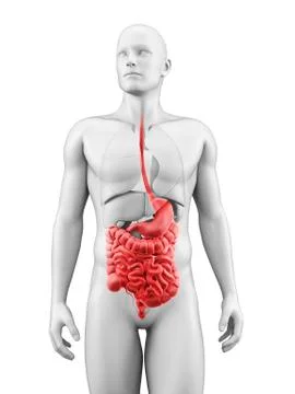Human digestive system, Illustration Stock Illustration