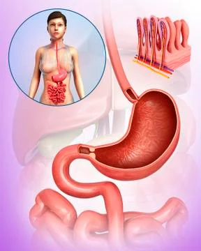 Human digestive system, illustration Stock Illustration