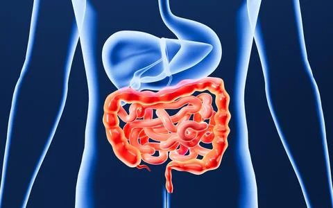 Human digestive system, including the stomach, liver, small intestine, and .. Stock Illustration