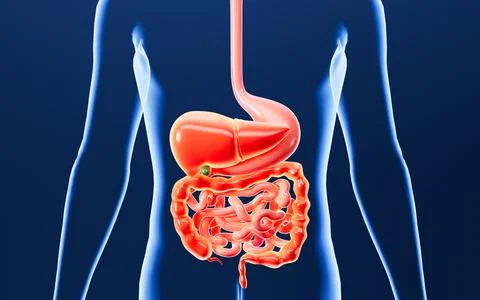 Human digestive system, including the stomach, liver, small intestine, and .. Stock Illustration