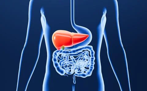Human digestive system, including the stomach, liver, small intestine, and .. Stock Illustration