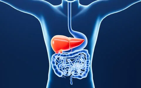 Human digestive system, including the stomach, liver, small intestine, and .. Stock Illustration