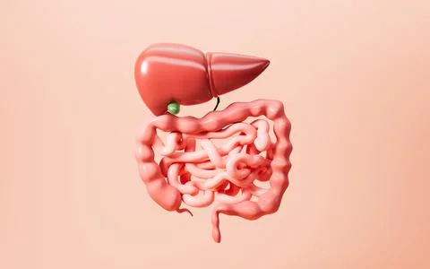 Human digestive system, including the stomach, liver, small intestine, and .. Stock Illustration