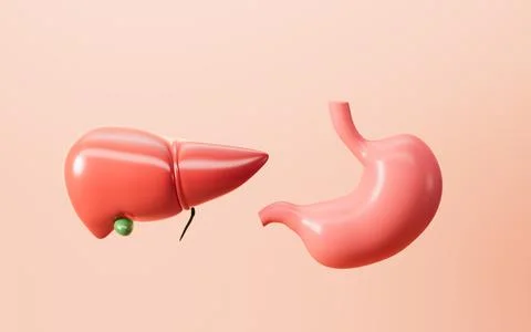 Human digestive system, including the stomach and liver.3d rendering. Stock Illustration