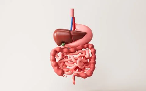 Human digestive system, including the stomach, liver, small intestine, and .. Illustrazione stock