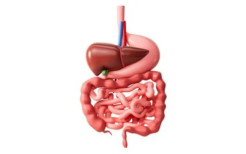 Human digestive system, including the stomach, liver, small intestine, and .. Stock Illustration