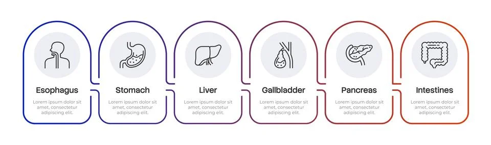 Human digestive system infographic 6 steps Stock Illustration