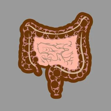 Human digestive system intestines gut anatomy gastrointestinal tract diagram. Illustrazione stock