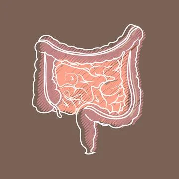 Human digestive system intestines gut anatomy gastrointestinal tract diagram. Stock Illustration