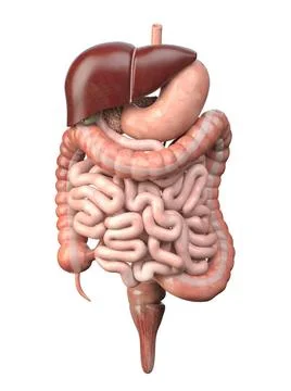 Human digestive system isolated on white background. Anatomy, internal org... Stock Photos