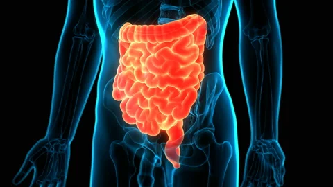 Human Digestive System Large and Small intestine Anatomy Animation Concept 스톡 동영상 132225044