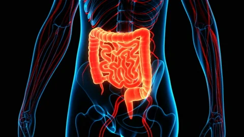 Human Digestive System Large and Small Intestine Anatomy Animation Concept Video stock 137082204