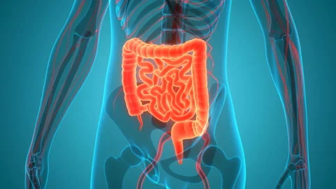 Human Digestive System Large and Small Intestine Anatomy Animation Concept Stock Footage 138183909