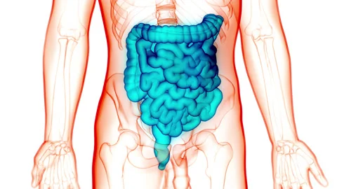 Human Digestive System Large and Small Intestine Anatomy Animation Concept Stock-Footage 148309343