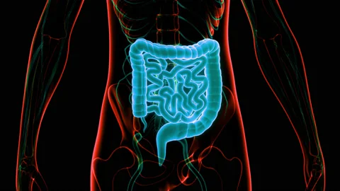 Human Digestive System Large and Small Intestine Anatomy Animation Concept 库存影片 148310191