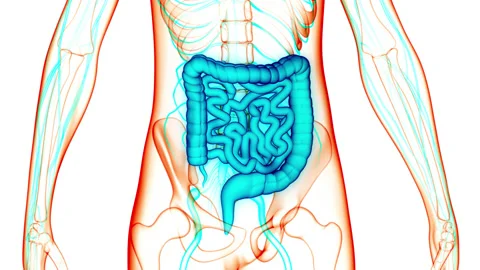 Human Digestive System Large and Small Intestine Anatomy Animation Concept Stock Footage 148310701