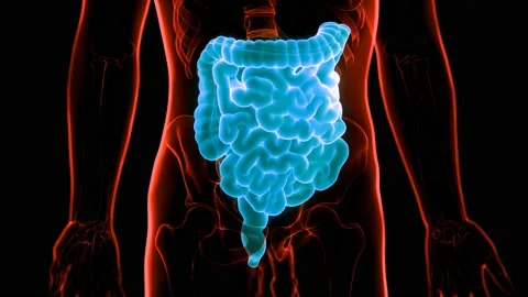 Human Digestive System Large and Small Intestine Anatomy Animation Concept Vídeo Stock 148311597