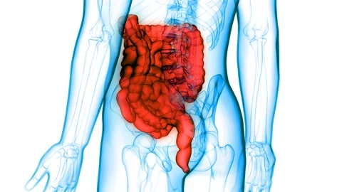 Human Digestive System Large and Small Intestine Anatomy Animation Concept Vídeos de archivo 148311599