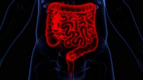 Human Digestive System Large and Small Intestine Anatomy Animation Concept Video stock 169636908