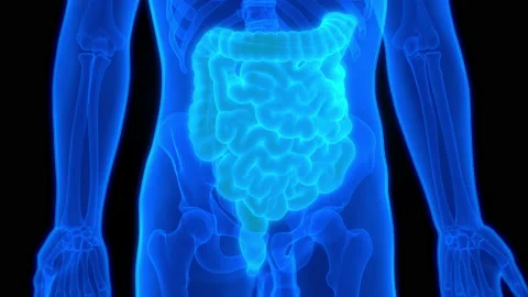 Human Digestive System Large and Small Intestine Anatomy Animation Concept Stock Footage 200859143