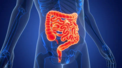 Human Digestive System Large and Small Intestine Anatomy Animation Concept Stock Footage 331862581