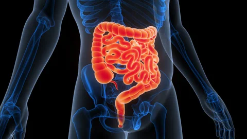 Human Digestive System Large and Small Intestine Anatomy Animation Concept Video stock 340012334