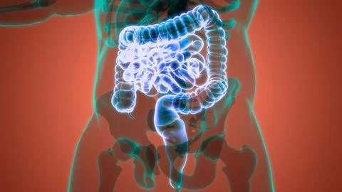 Human Digestive System Large and Small Intestine Anatomy Stock Illustration