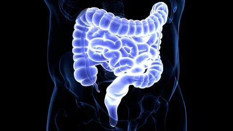Human Digestive System Large and Small Intestine Anatomy Stock Illustration