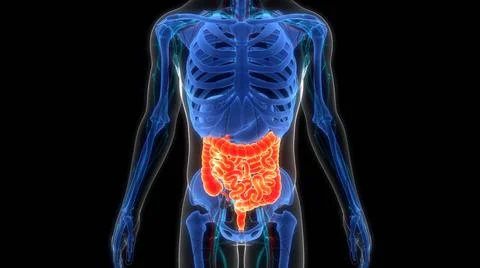 Human Digestive System Large and Small Intestine Anatomy 3D Illustration C... Stock Photos