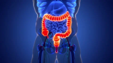 Human Digestive System Large Intestine Anatomy Animation Concept Video stock 200865274