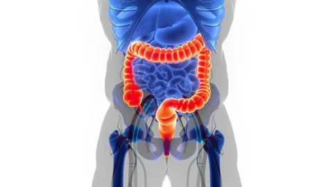 Human Digestive System Large Intestine Anatomy Animation Concept Stock-Footage 200868910